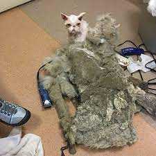 Neglected Cat Gets The Makeover After Being Freed From 5 Pounds Of Matted Fur