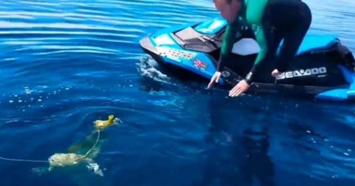 Men See “Balloon” In Ocean, But Realize It’s A Poor Creature Fighting For Life