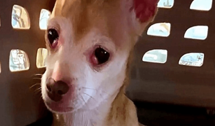 Scared Rescue Dog Kept Trying To Bite Foster Mom, But The Woman Never Gave Up