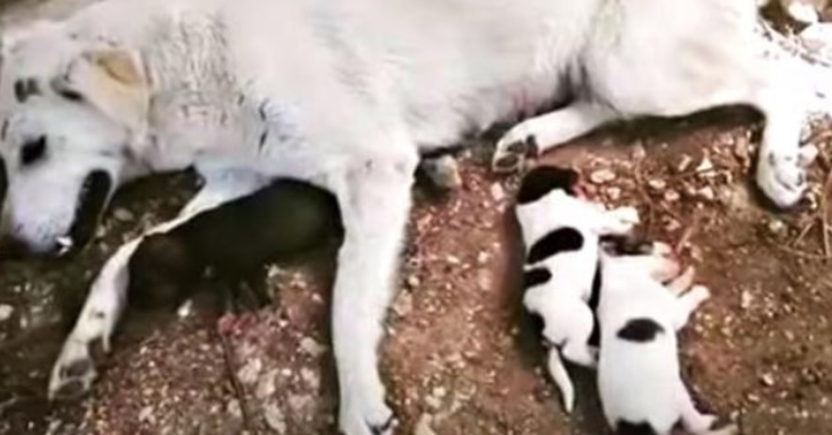 Car Paralyzed Dog As She Went Into Labor, Mama & Baby Cling-On And Ask For Prayer