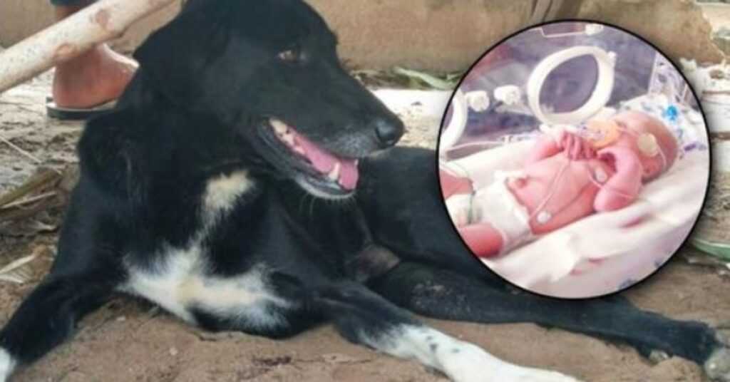 Handicapped Dog Paws & Barks At Dirt, Owner Ran To Tiny Foot Sticking Out