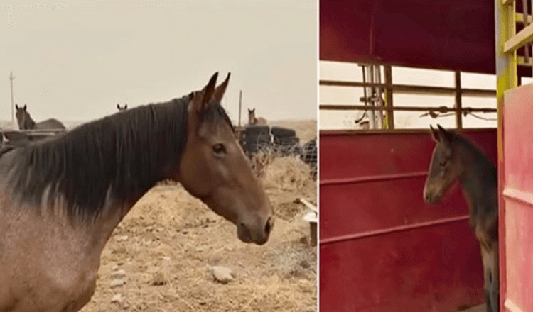 Fearful Wild Horse Risks Her Freedom To Bring Back The Baby She Lost