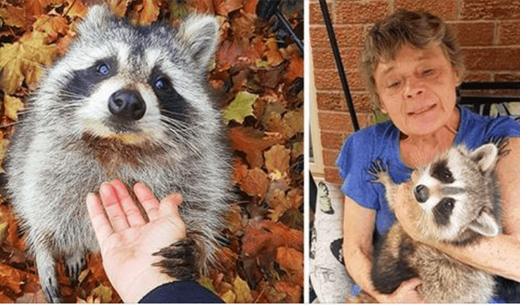 Raccoon Still Comes Back To Visit The Woman, Who Saved Him 3 Years Later